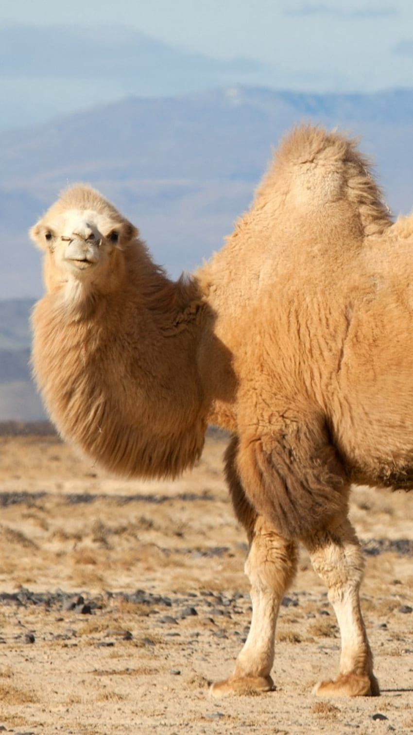 long haired camel