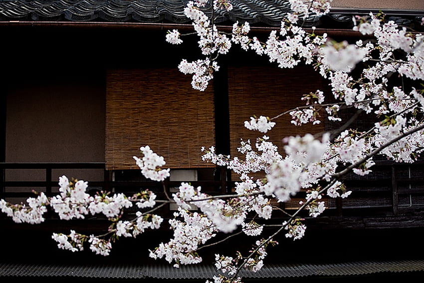 Японски храм Сакура, бяло, храм, Япония, дърво, розово, цвете, сакура, природа, черешови цветове HD тапет