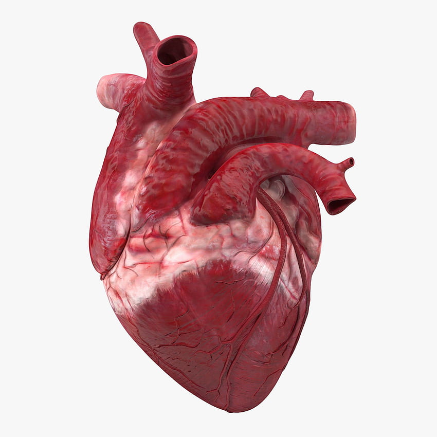 Real Heart Clipart, Anatomical Heart HD phone wallpaper
