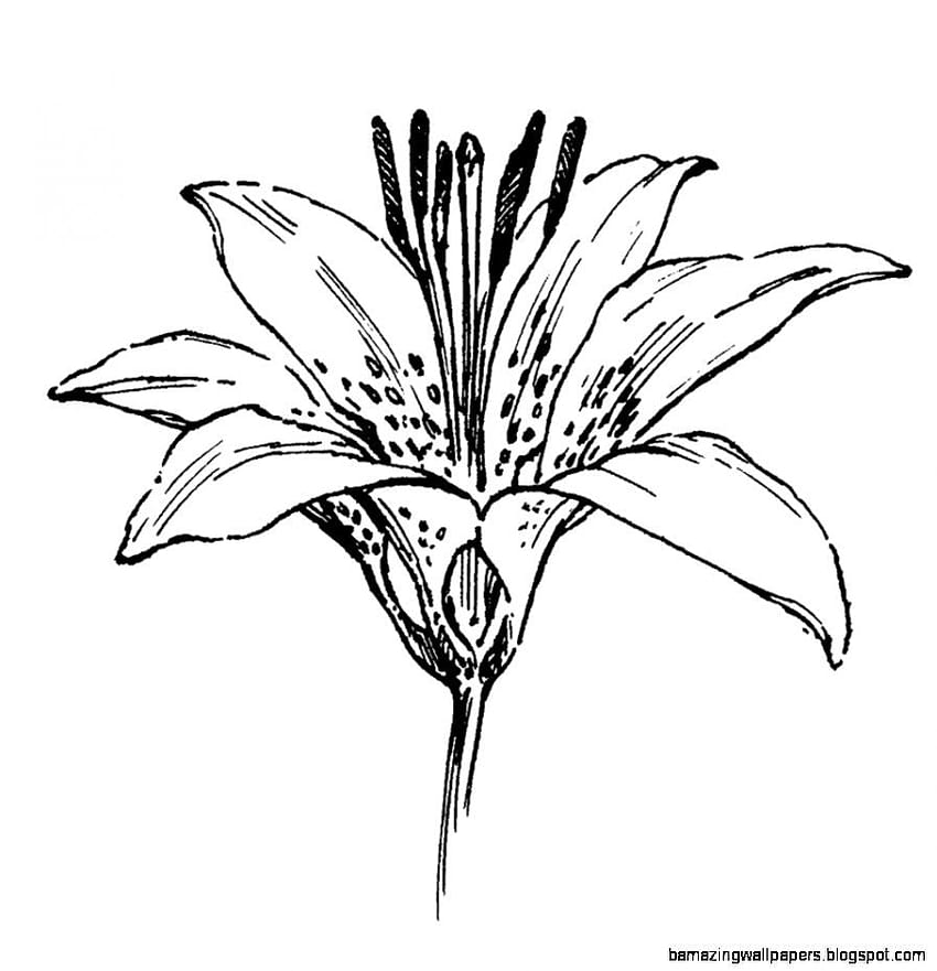 How to Draw a Lily Flower  Create Your Own Lily Flower Drawing