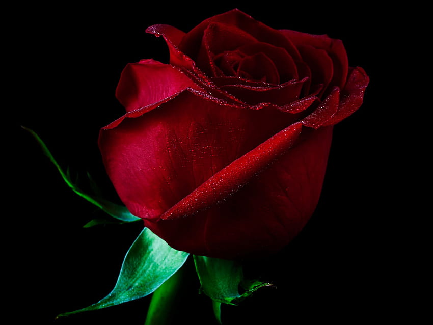 Einzelne rote Rose HD-Hintergrundbild
