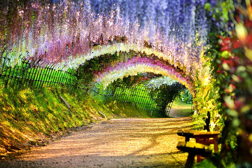 fence, tunnel, bench, springtime, beautiful, path, Japan, wisteria, Japan Flowers HD wallpaper