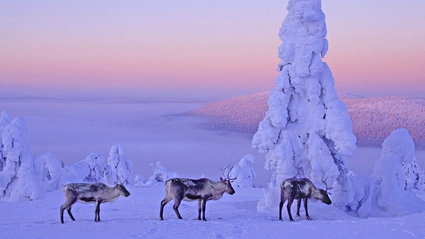 雪鹿、冬、動物、鹿、雪、自然 高画質の壁紙