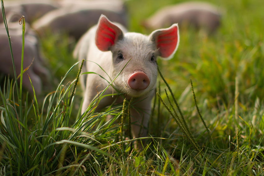 Baby Pigs HD wallpaper | Pxfuel