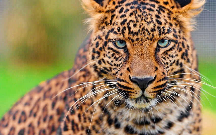 เสือดาว สัตว์ สวยงาม ธรรมชาติ วอลล์เปเปอร์ HD