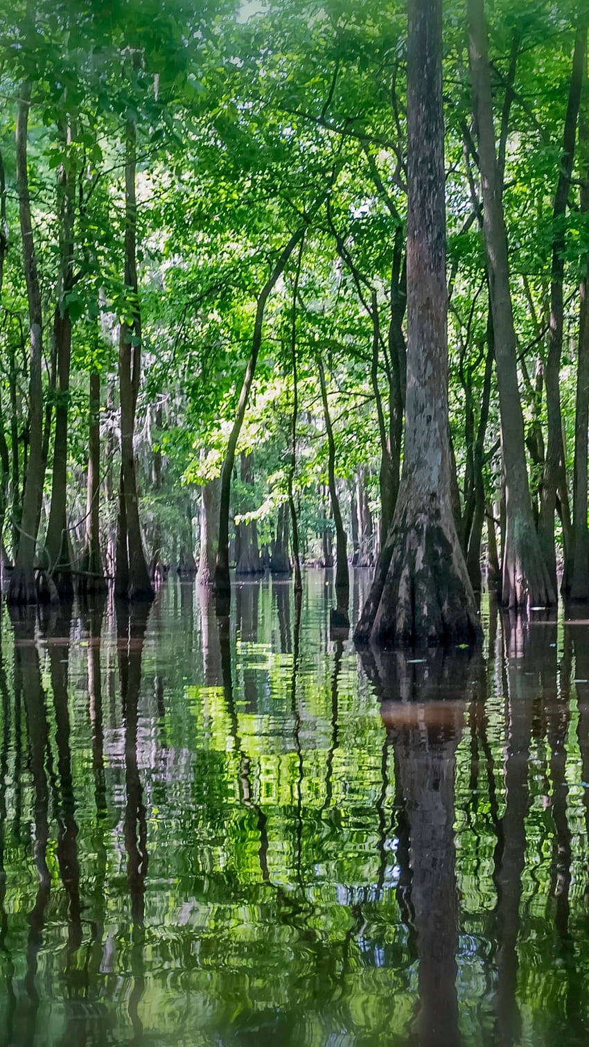 Swamp iPhone 3 Parallax Swamp, Bayou HD phone wallpaper