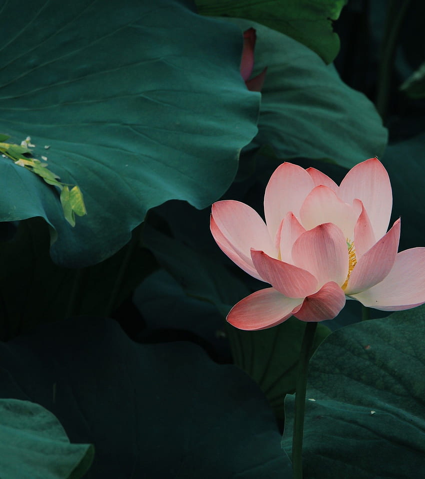 Pink Lotus, Big Leaves, 1920x2160 HD phone wallpaper