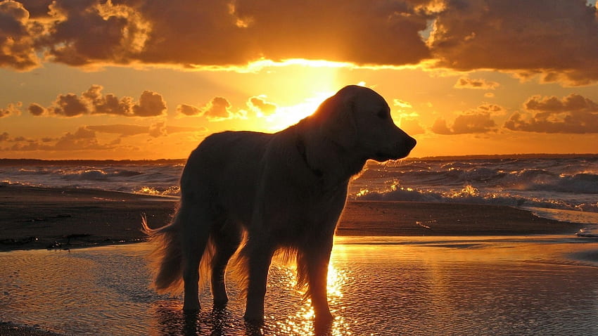 Dog, sunset, beach, sky, sea, shadow Full Background, Dog Silhouette HD  wallpaper | Pxfuel