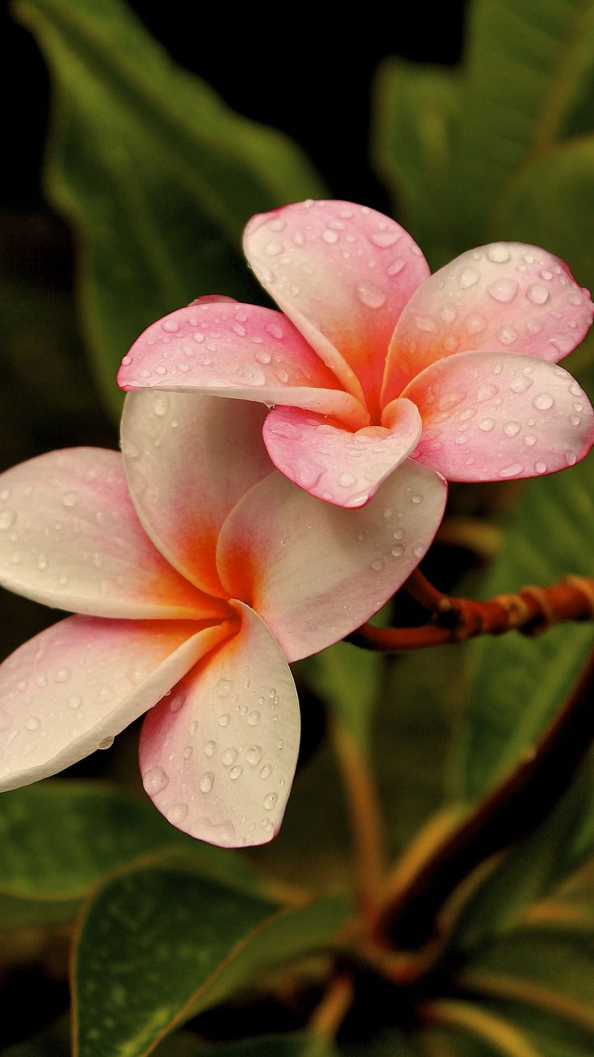 Beautiful Flowers, Champa HD phone wallpaper | Pxfuel