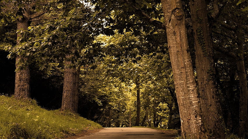 road, trees, park, trunks, terribly Full Background, Deep Forest Road HD wallpaper