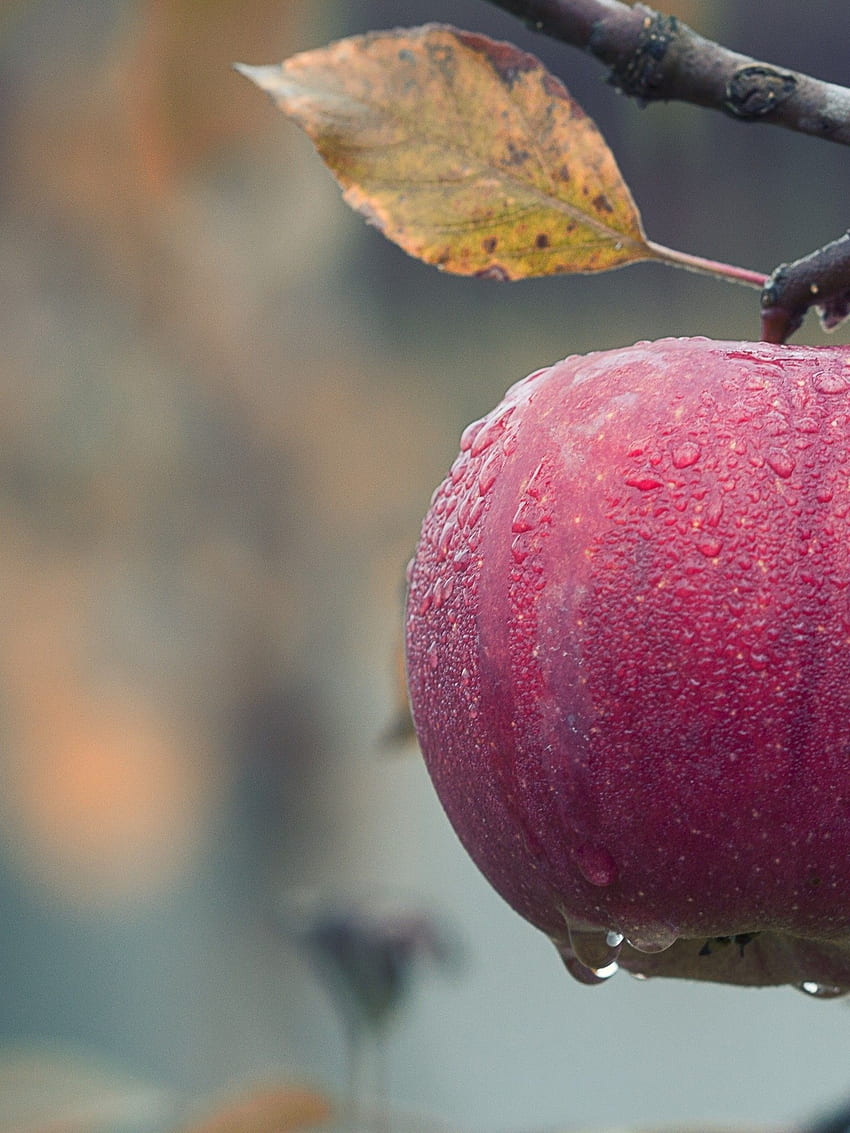 Apple, Tree, Fruits, Branch, Leaves HD phone wallpaper