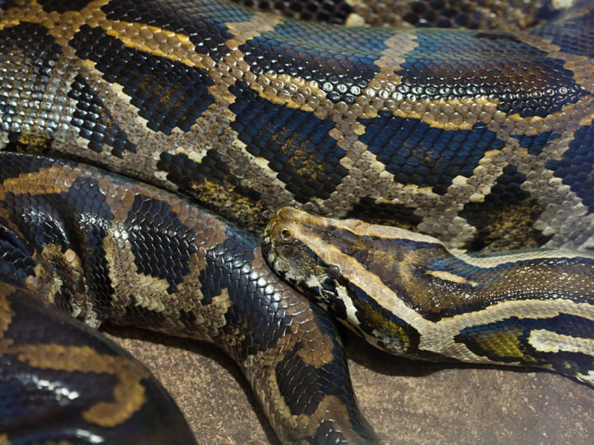 Massive Burmese Python Close to 18 Feet Long Captured by Snake Hunter in Florida HD wallpaper