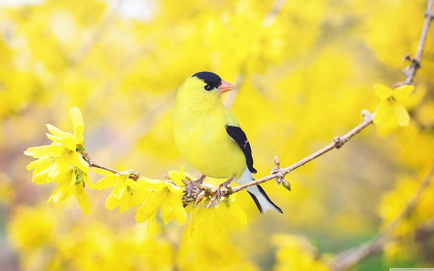 Pájaro negro y amarillo, flores de Forsythia, Spring Ultra, Spring Birds fondo de pantalla