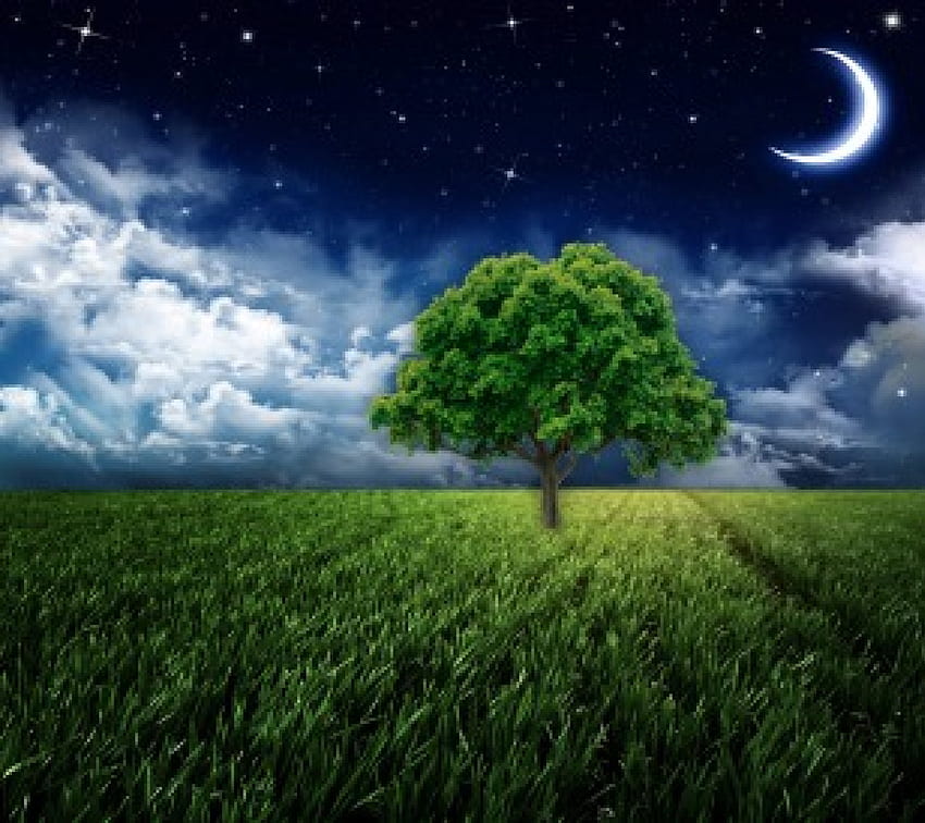 Красива нощ, нощ, луна, поле, небе, трева, звезди, дърво HD тапет