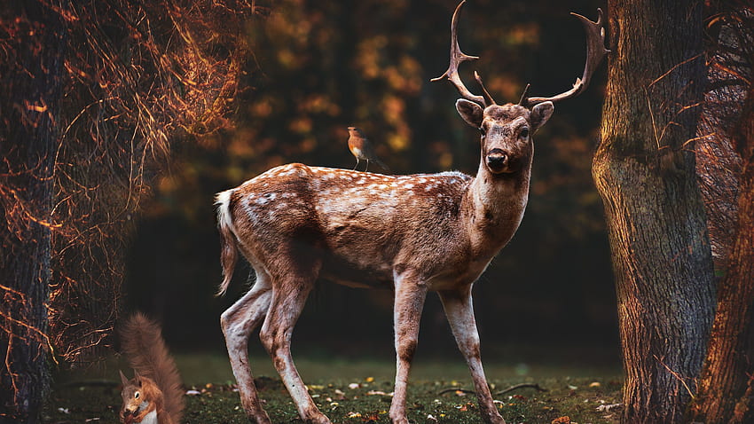 Fallow deer , Squirrel, Bird, Trees, Forest, Autumn, , , Animals, Autumn Deer HD wallpaper