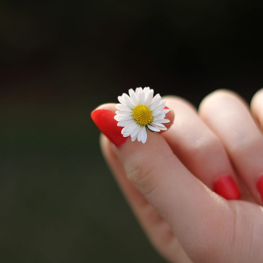 : Girl with red nails and a daisy flower HD phone wallpaper