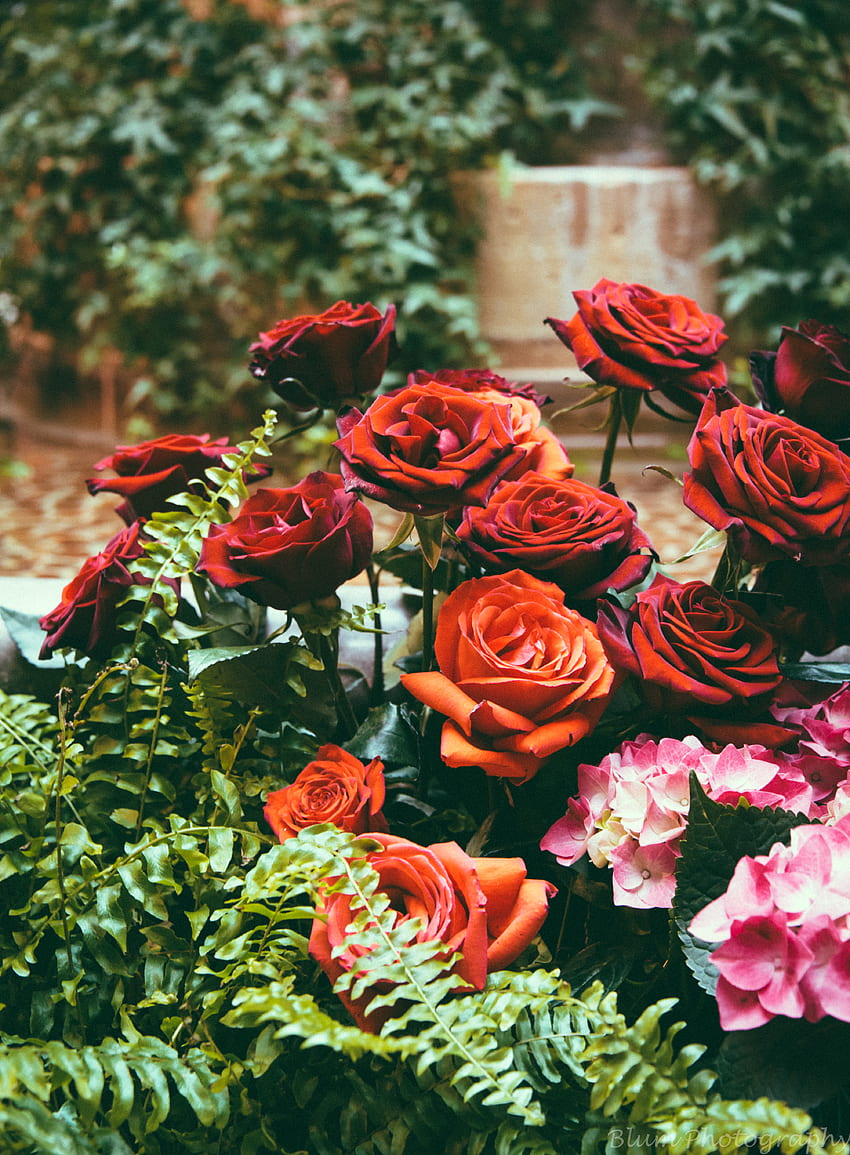 Kwiaty, róże, kwiat, kwitnienie, kwietnik, kwietnik, hortensje Tapeta na telefon HD