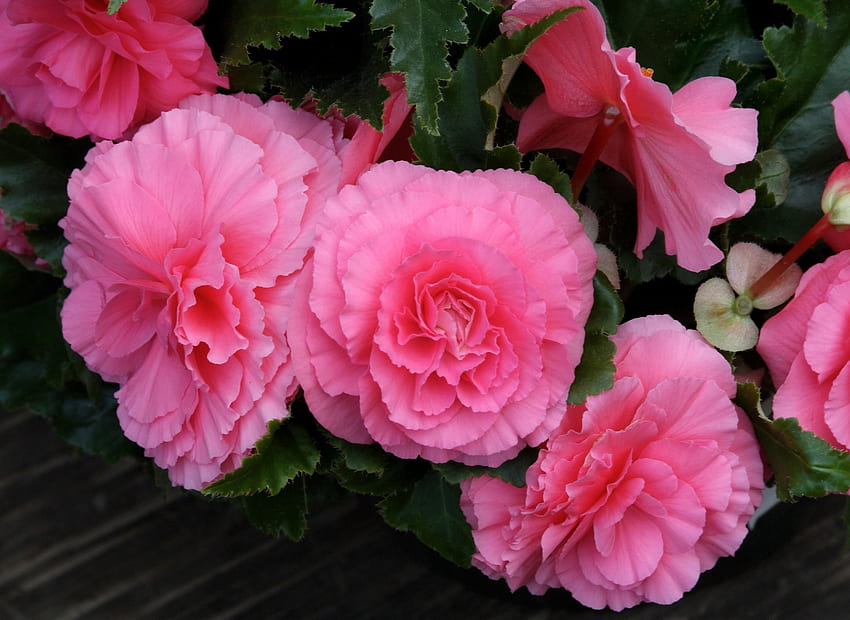 I Like Pink Beautiful Begonia HD wallpaper | Pxfuel