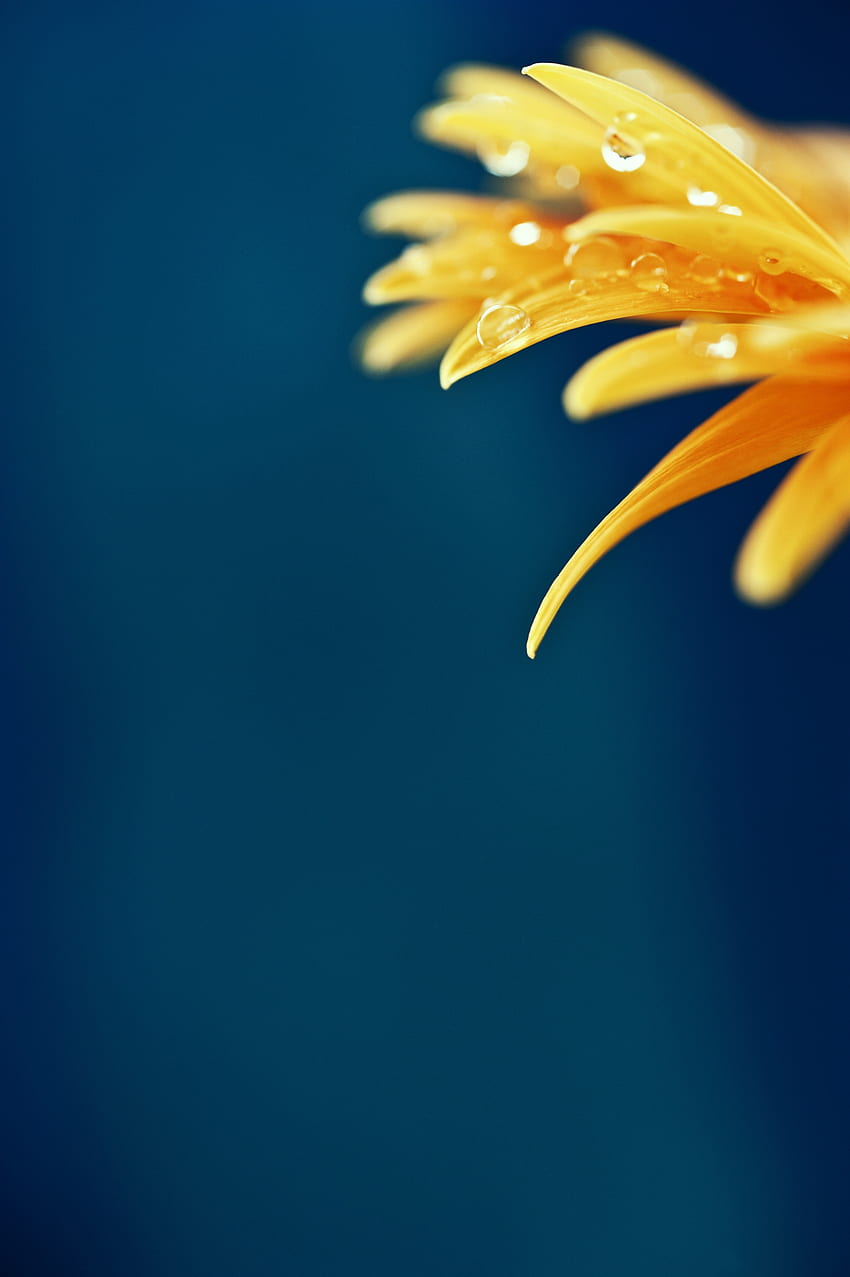 Drops, Flower, Macro, Petals, Wet HD phone wallpaper