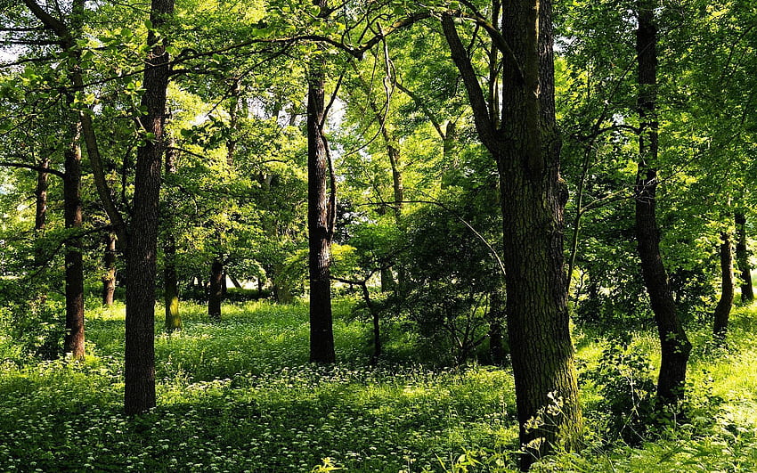 風景, 自然, 木, 夏, 森, 緑 高画質の壁紙