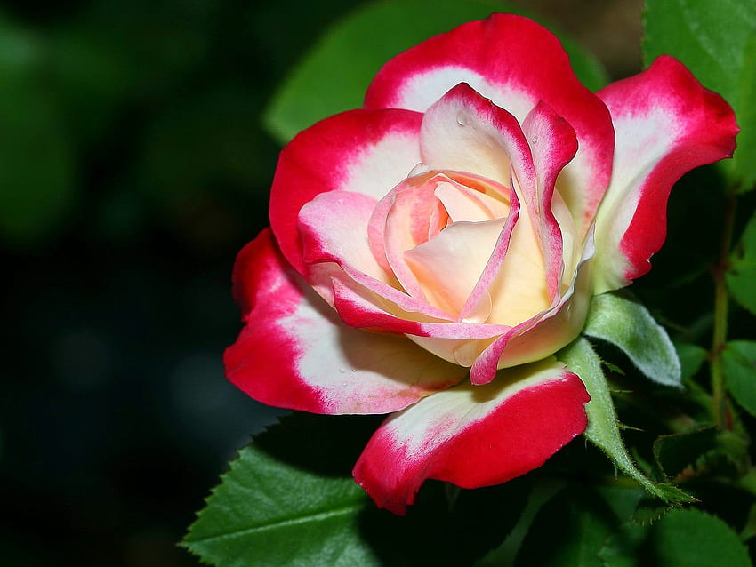 A_Delicate_Rose für Cinzia, weiß, Rosen, schön, rosa, zart, Blume, Liebe, rot, Natur, Blumen, Freund HD-Hintergrundbild