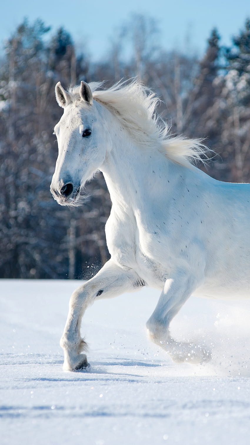 Pferd iPhone Handy, schönes weißes Pferd HD-Handy-Hintergrundbild