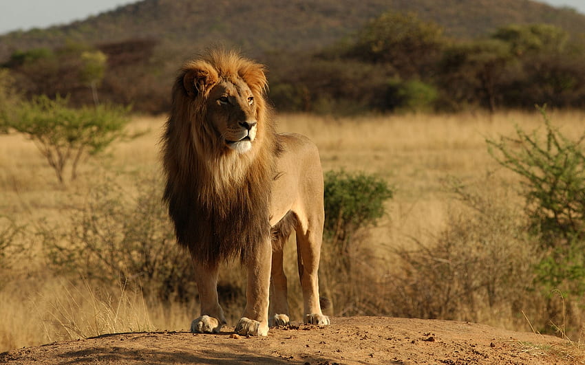 Animals, Lions HD wallpaper