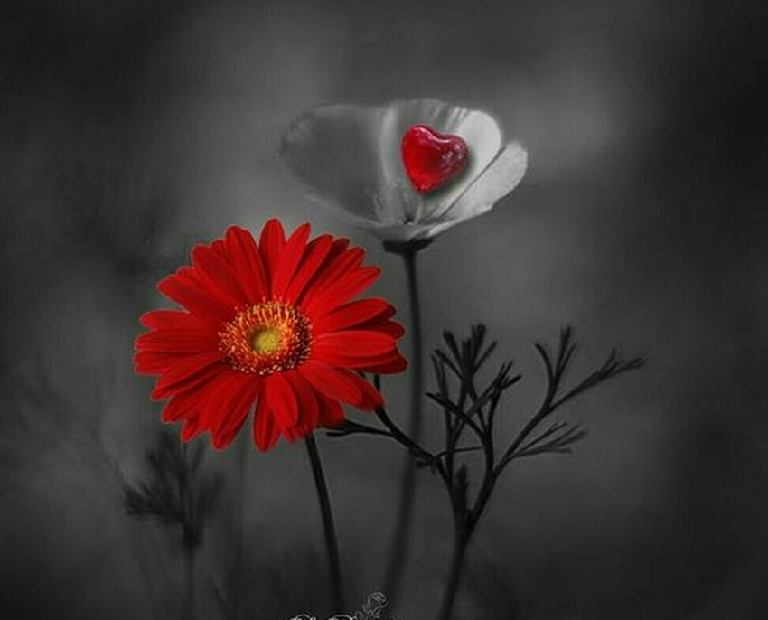 붉은 꽃, 정물, 그래픽, 예술, 빨강, 꽃, 아름다움 HD 월페이퍼