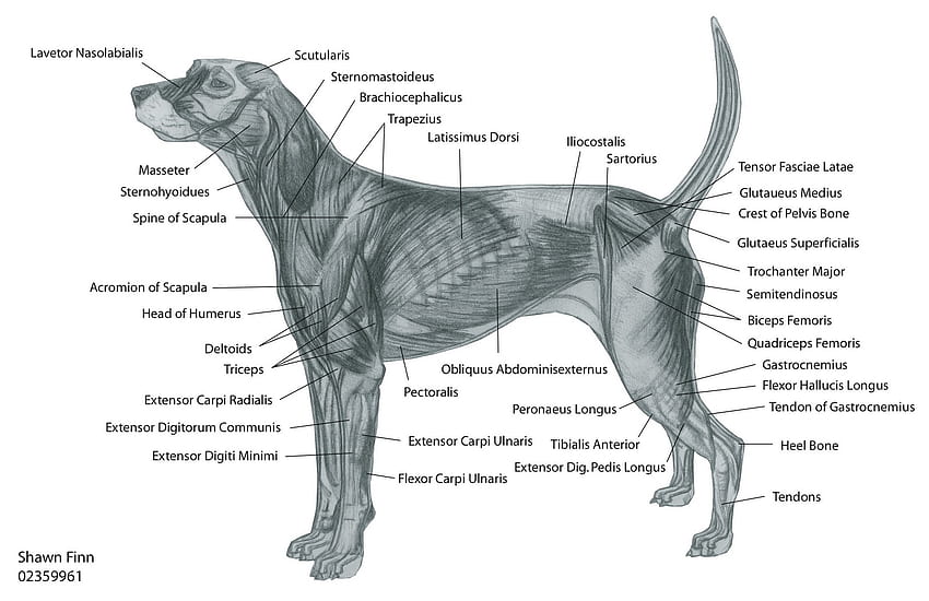 Dogs, Veterinary Care, Animal Anatomy, Muscular Anatomy, Dog Stuff. Chain HD wallpaper