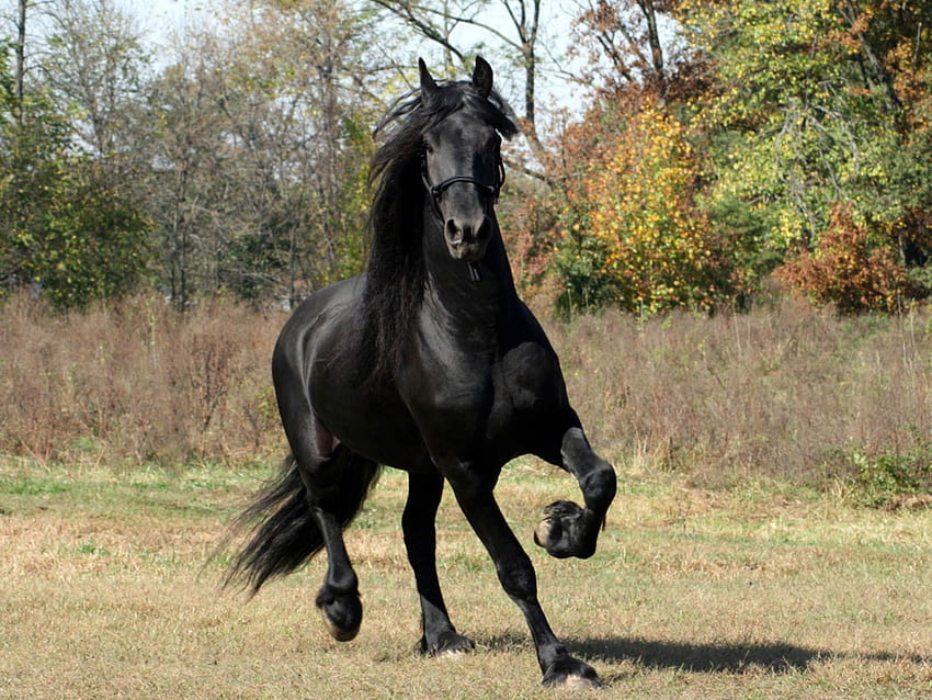 Black Horse, 1400X1050 HD wallpaper