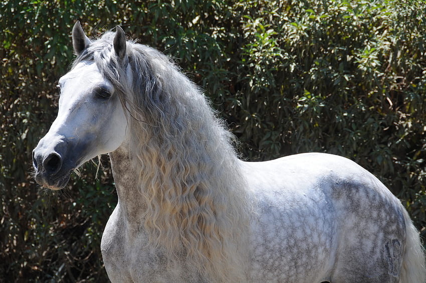 Dappled Grey สวยงาม สเปน Andalusian ม้า Dappled Grey เทา วอลล์เปเปอร์ HD