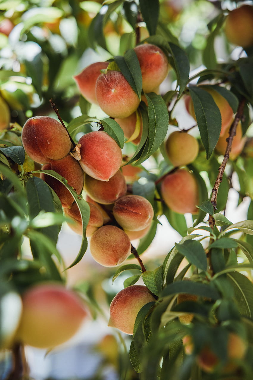 ผลไม้ อาหาร ใบไม้ ลูกพีช ไม้ ต้นไม้ สาขา วอลล์เปเปอร์โทรศัพท์ HD