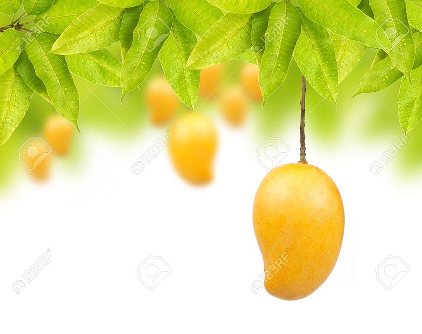 Mango On Tree With Leaf Isolated White Background Stock [] for your , Mobile & Tablet. Explore Mango Background. Mango Background, Mango HD wallpaper