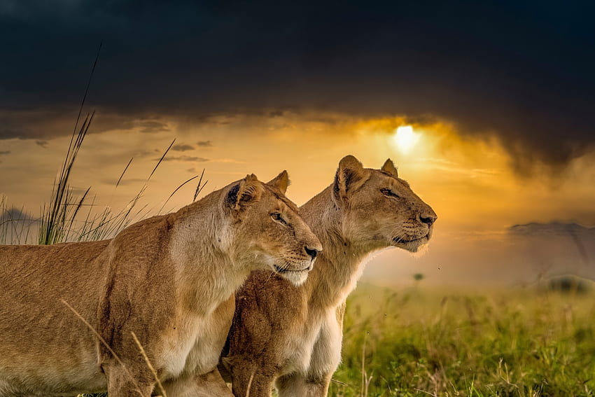 Lion, animal, africa, sunset HD wallpaper