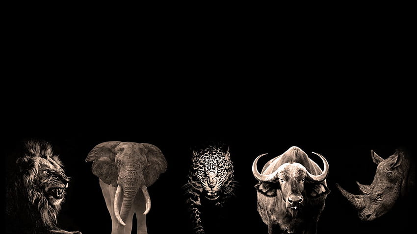 How to Survive the Big Five - The African Wild HD wallpaper