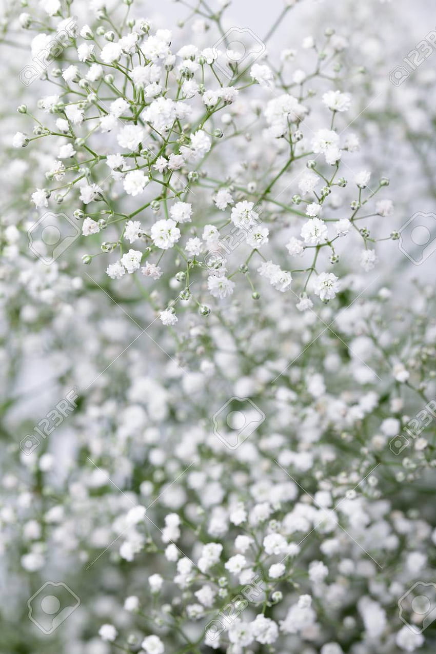Close Up Of Little White Gypsophila(Baby's Breath) Flowers On. Babys Breath  Flowers, Flower Background, Flower Aesthetic HD phone wallpaper | Pxfuel