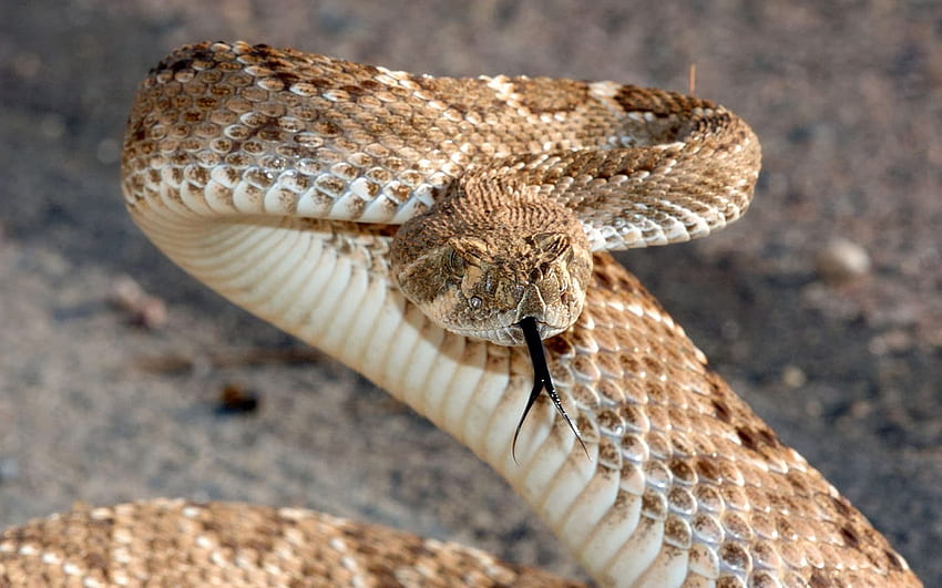 Western Diamondback Rattlesnake, reptile, rattlesnake, western, diamondback HD wallpaper
