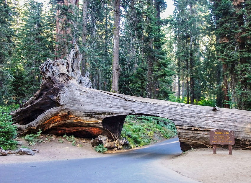 Sequoia National Park California US Tourist . HD wallpaper