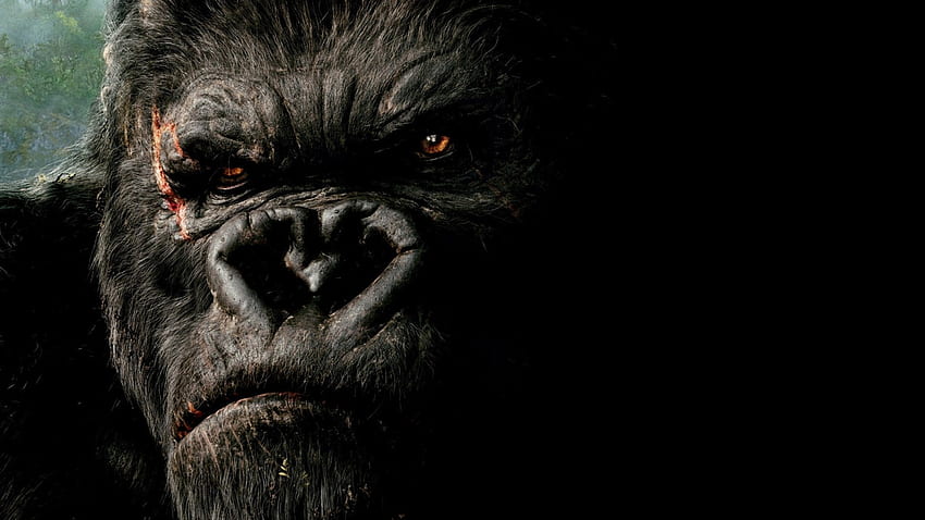 King Kong, oscuridad, mamífero, gran simio, primate. Mocah, mono oscuro fondo de pantalla