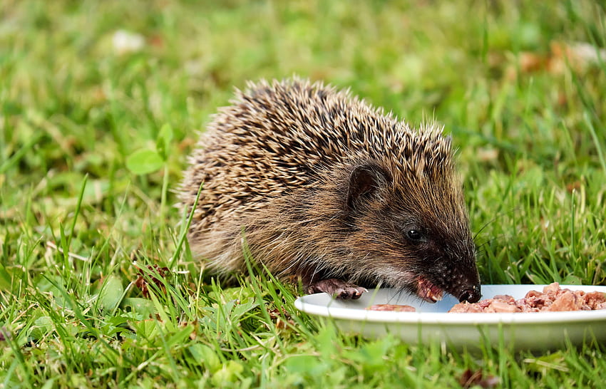 Animals, Food, Grass, Plate, Hedgehog HD wallpaper