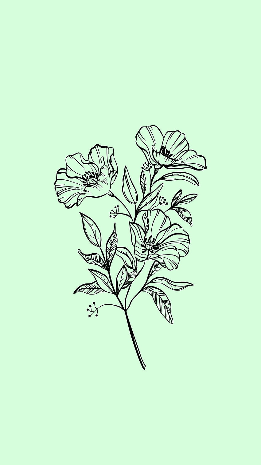 fleur esthétique, plante herbacée Fond d'écran de téléphone HD