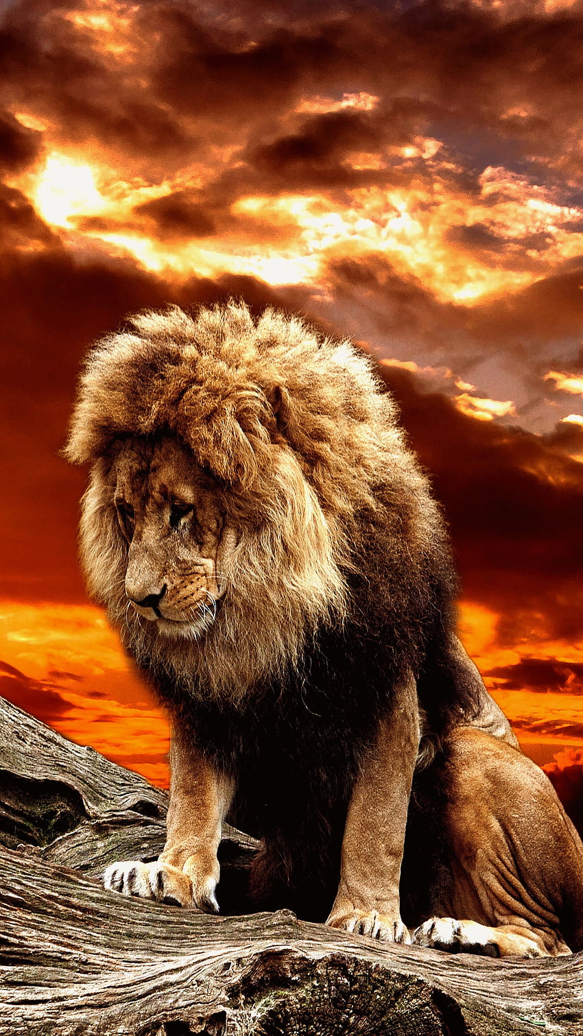 Danger Lion, Sad, Lion HD phone wallpaper