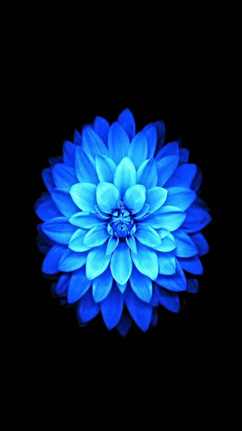 Blue Lotus Flower HD phone wallpaper | Pxfuel