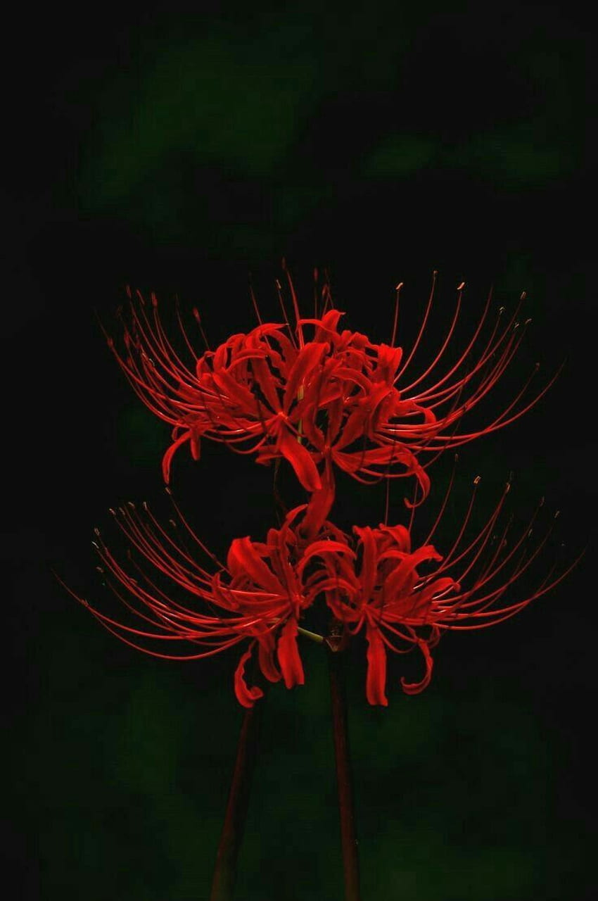 Jessica DeLapp über Gartenpflanzen. Rote Spinnenlilie, Tokio, Dämonentöterblume HD-Handy-Hintergrundbild