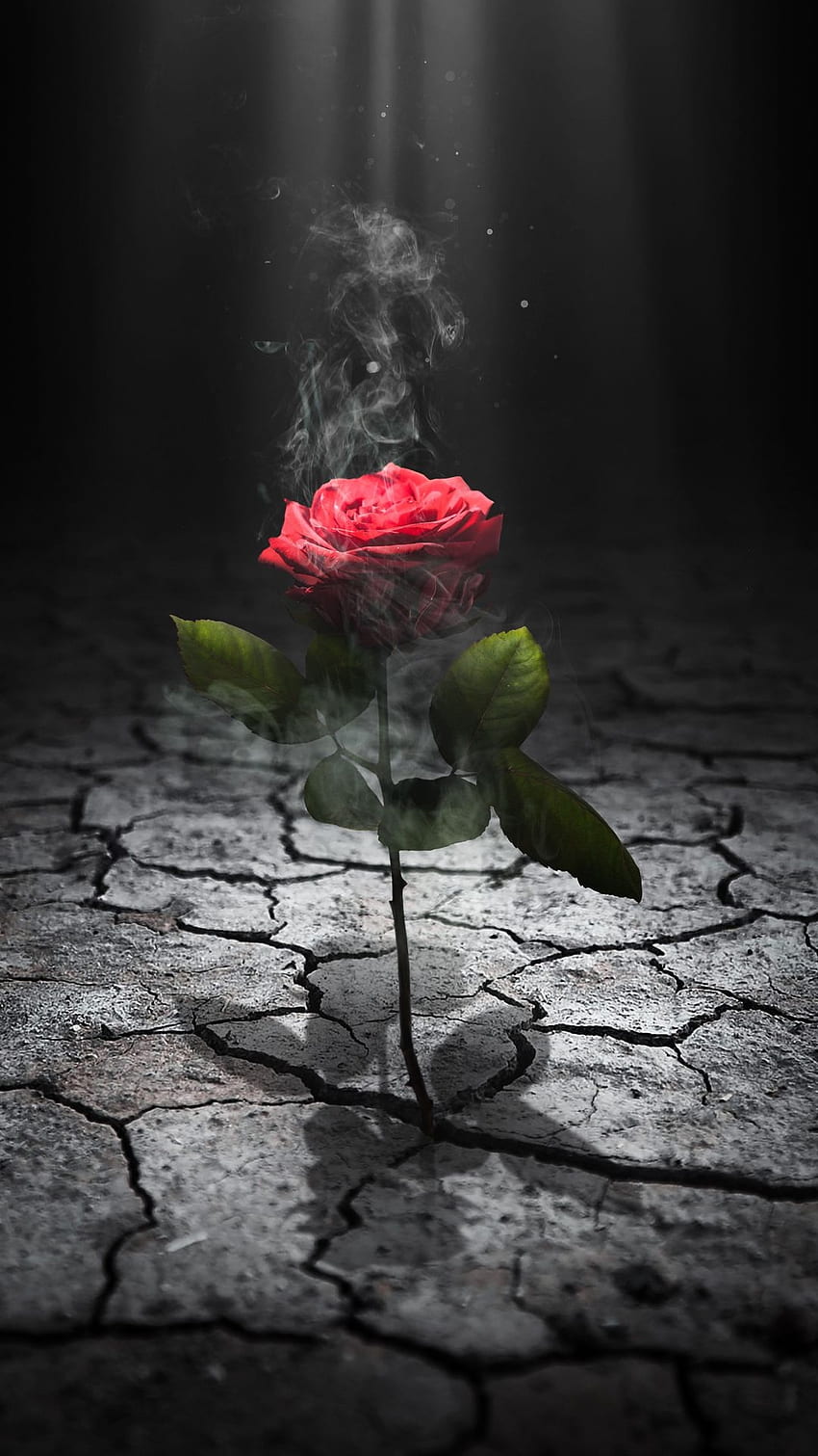 Einsame Rose, hybride Teerose, Liebe, Flash-Grafik, Licht, rote Rose, einzelne Rose, Rauch HD-Handy-Hintergrundbild