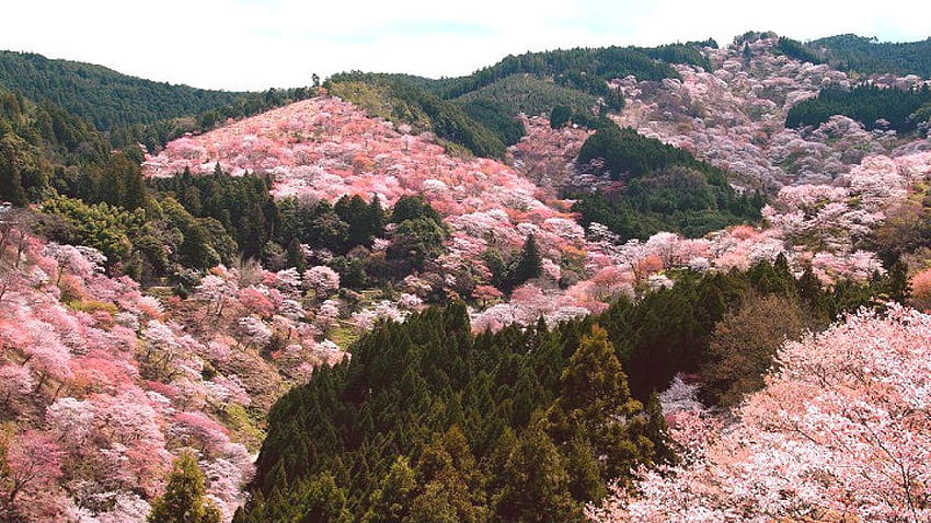 Mont Yoshino (japon) : 30 000 cerisiers en fleurs, Mount Yoshino HD wallpaper