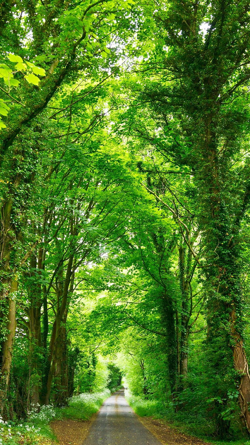 Deep Green Trees Phone Lockscreen Android iOS ธรรมชาติ , ทิวทัศน์สวยงาม , ธรรมชาติ , ถนนป่าลึก วอลล์เปเปอร์โทรศัพท์ HD