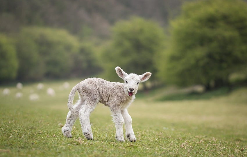 campo, blanco, naturaleza, verde, , bebé, lindo, cordero, oveja, oveja, cordero para, sección животные fondo de pantalla