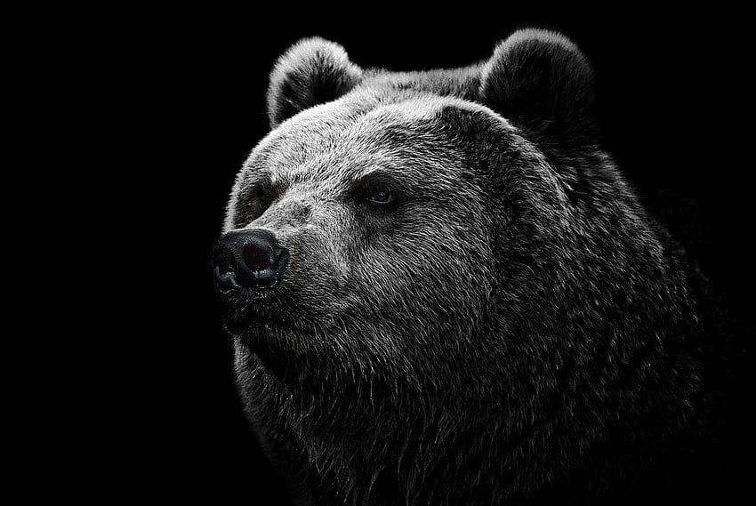 Orso, vista, opinione, naso, orso grizzly, grizzly Sfondo HD