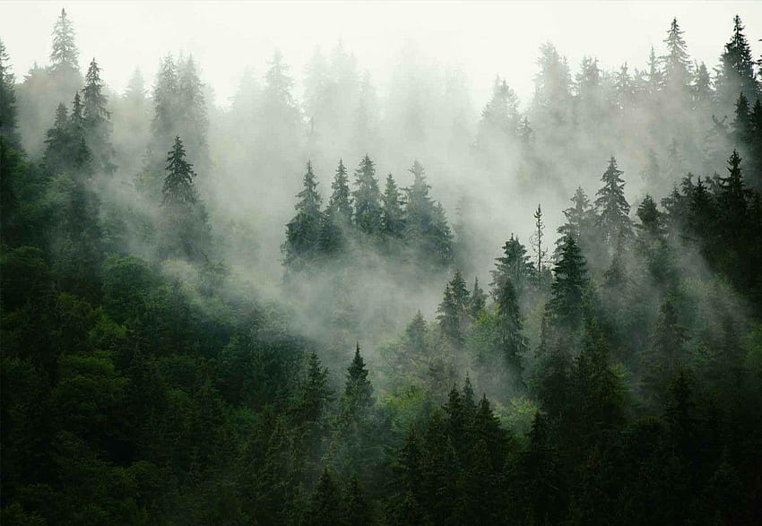 Misty Morning Forest, Foggy Morning HD wallpaper